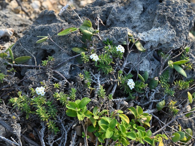 Bushy Heliotrope