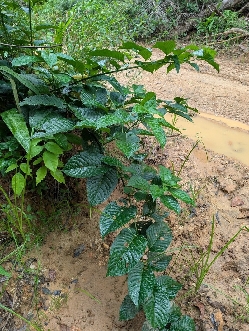 Heliotropium ulei