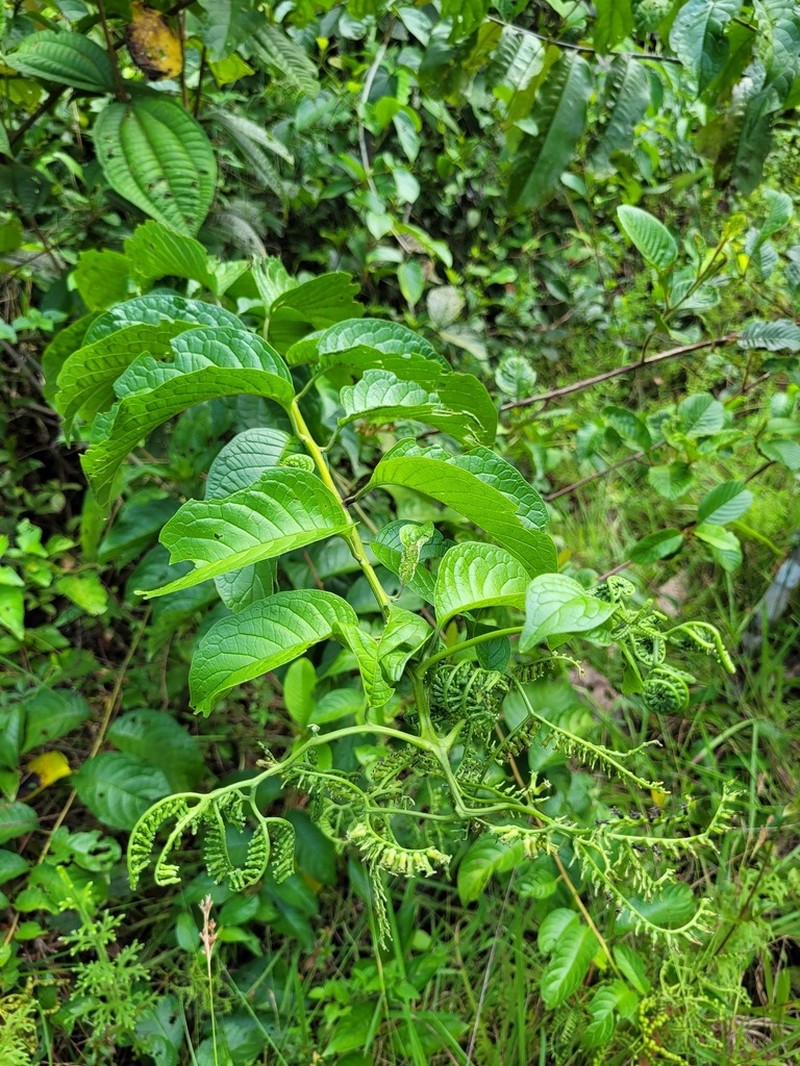 Heliotropium ulei photo 2