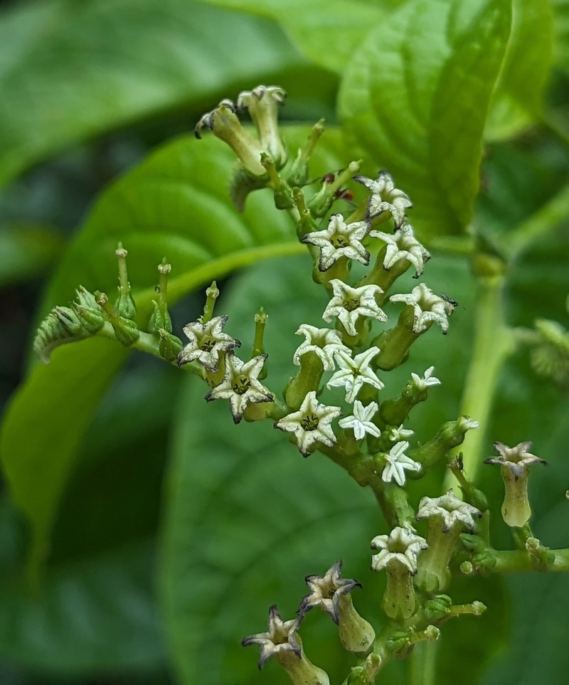 Heliotropium ulei photo 3