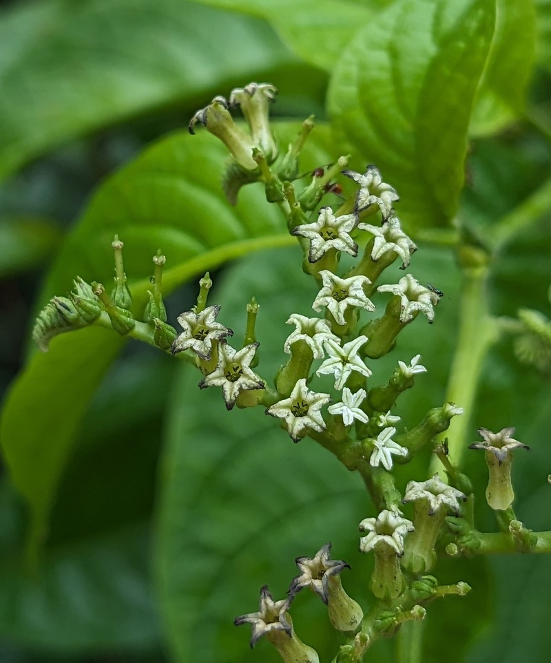 Heliotropium ulei photo 6