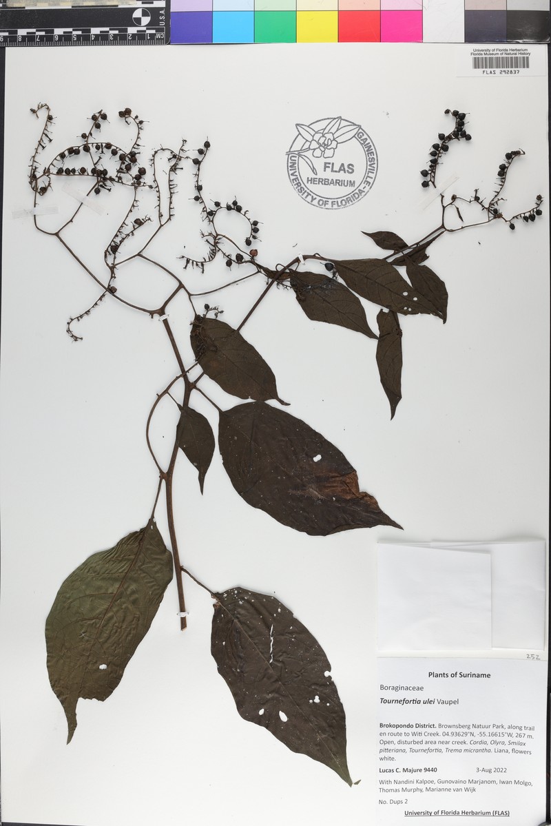 Heliotropium ulei photo 8