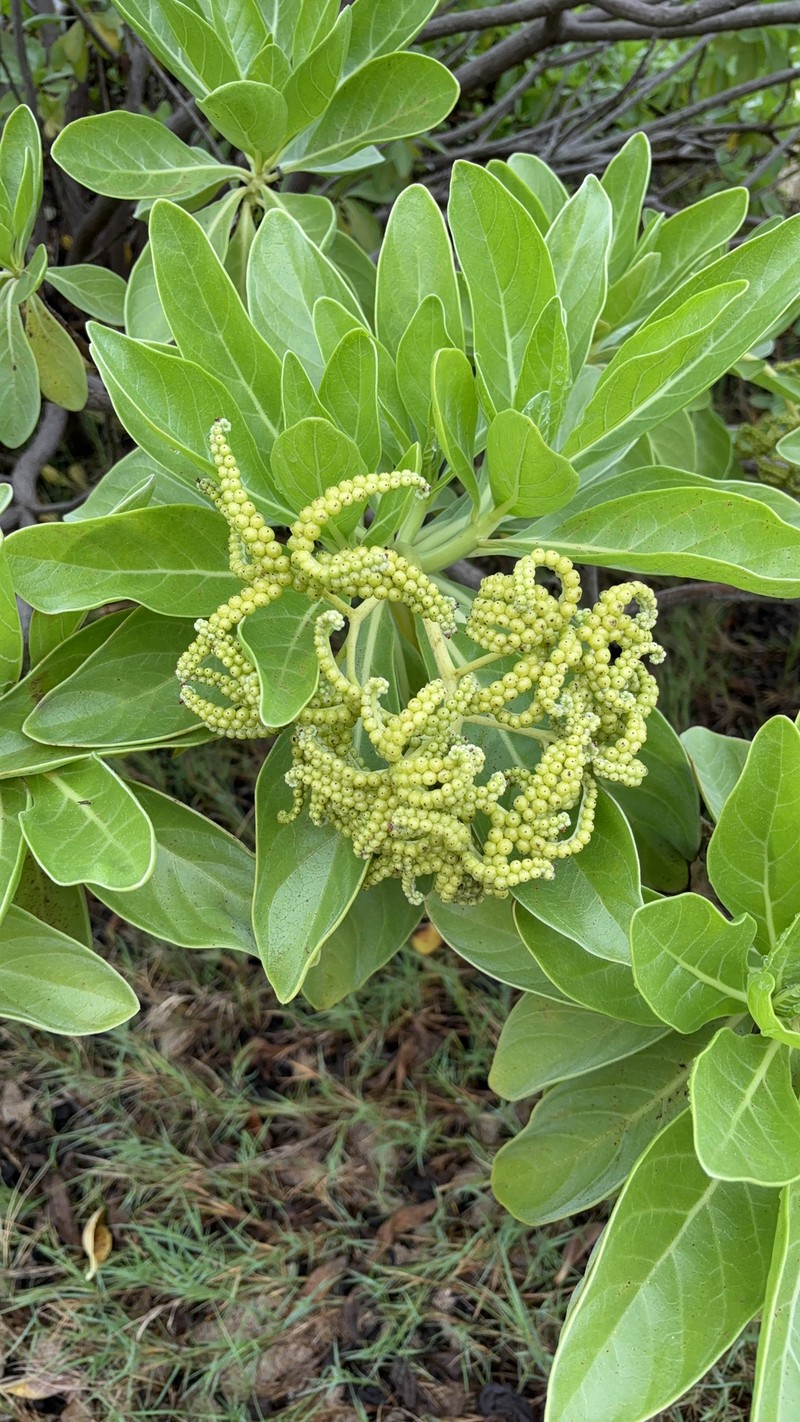 Heliotropium velutinum photo 2