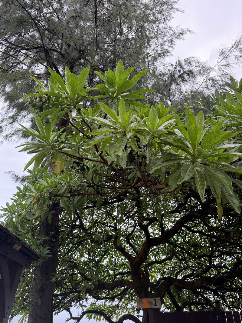 Heliotropium velutinum photo 3