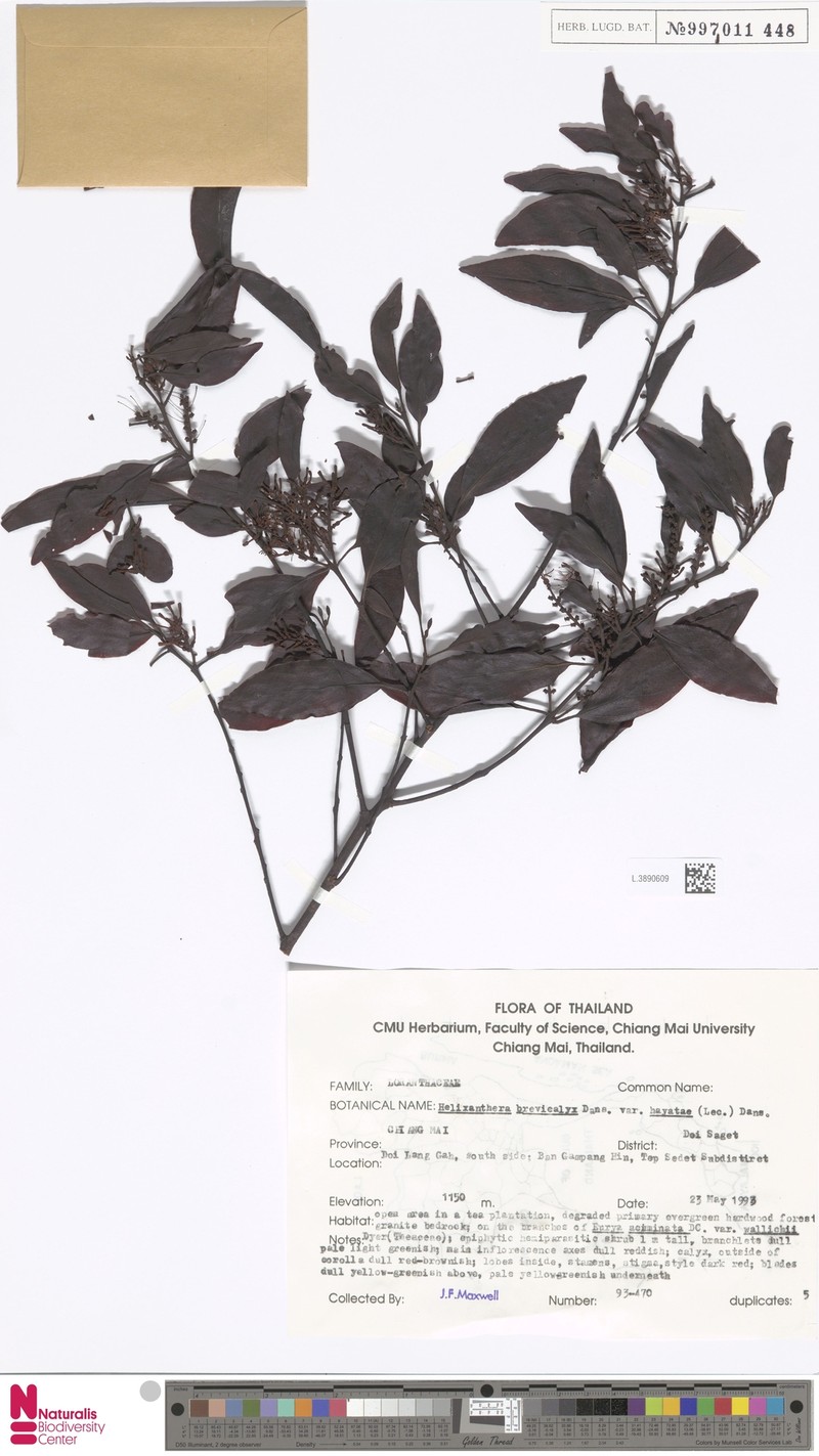 Helixanthera brevicalyx var. hayatae