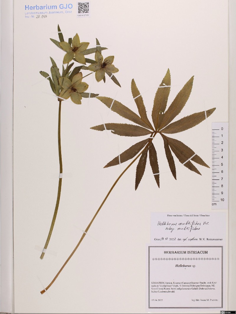 Helleborus multifidus subsp. multifidus