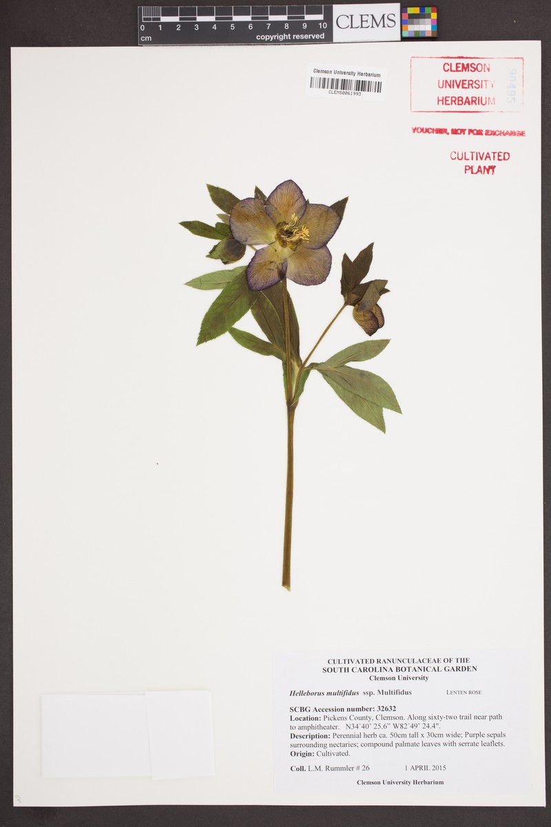 Helleborus multifidus subsp. multifidus photo 2