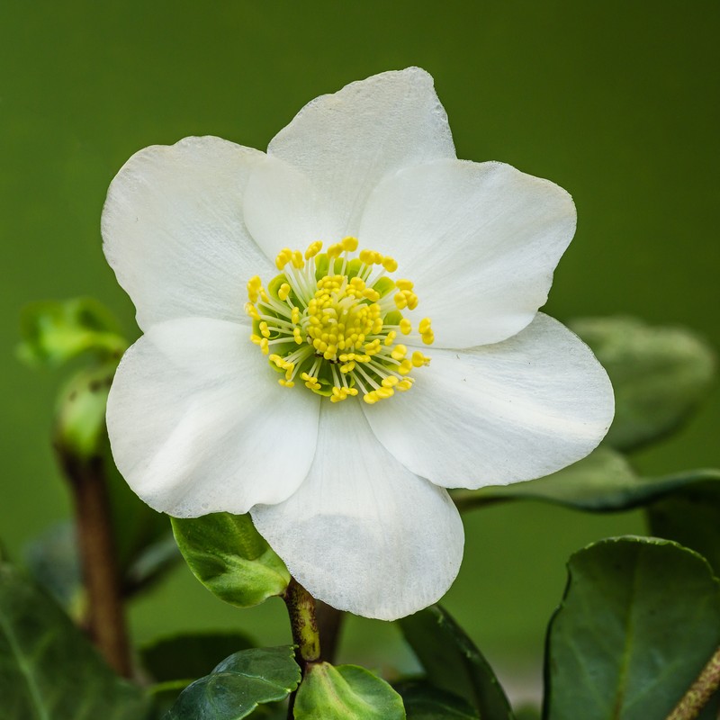 Black Hellebore photo 2