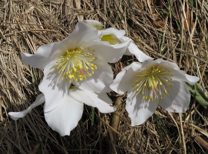 Black Hellebore photo 3