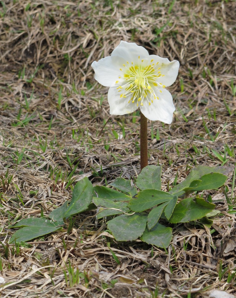Black Hellebore photo 4