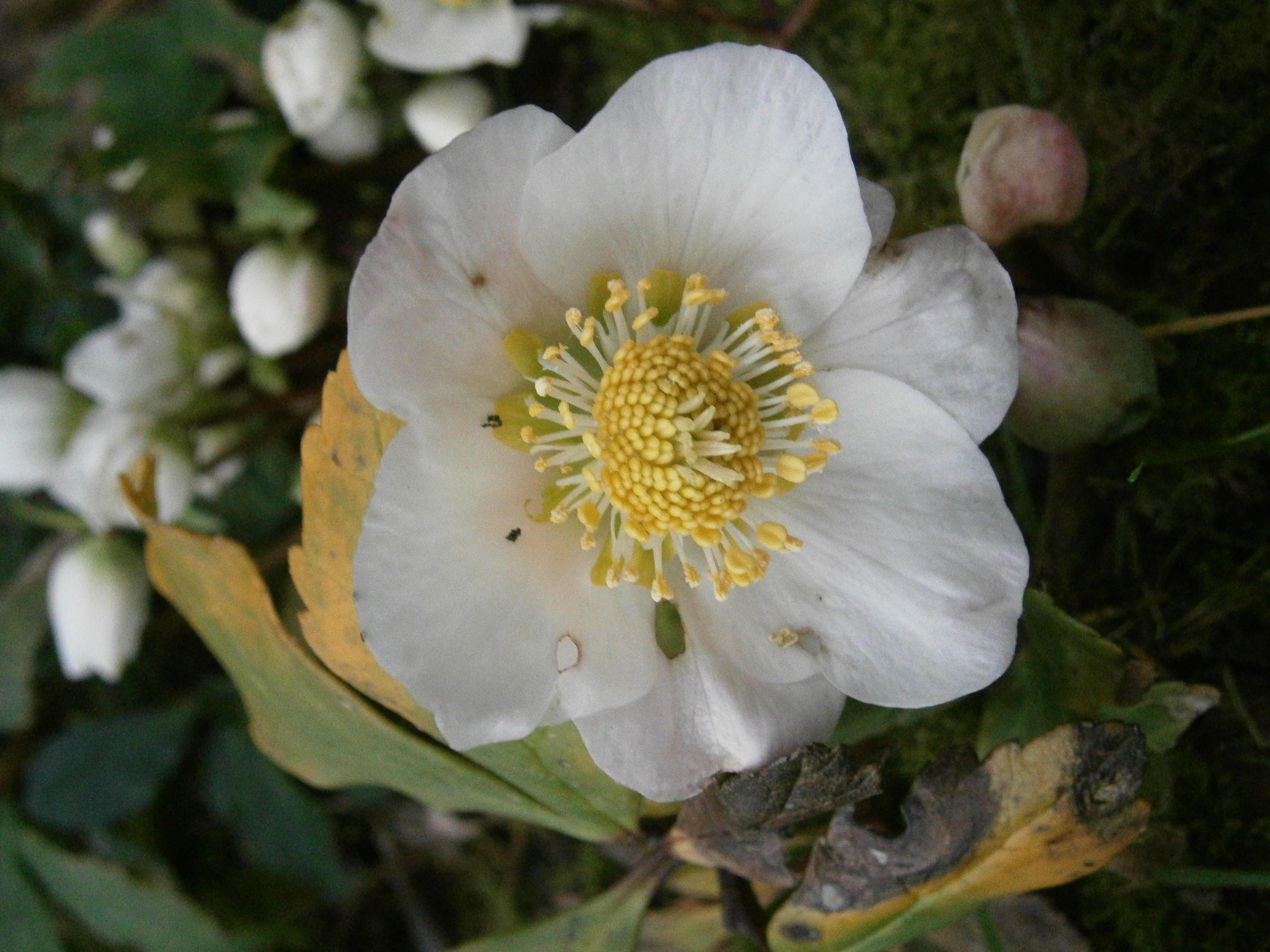 Black Hellebore photo 5