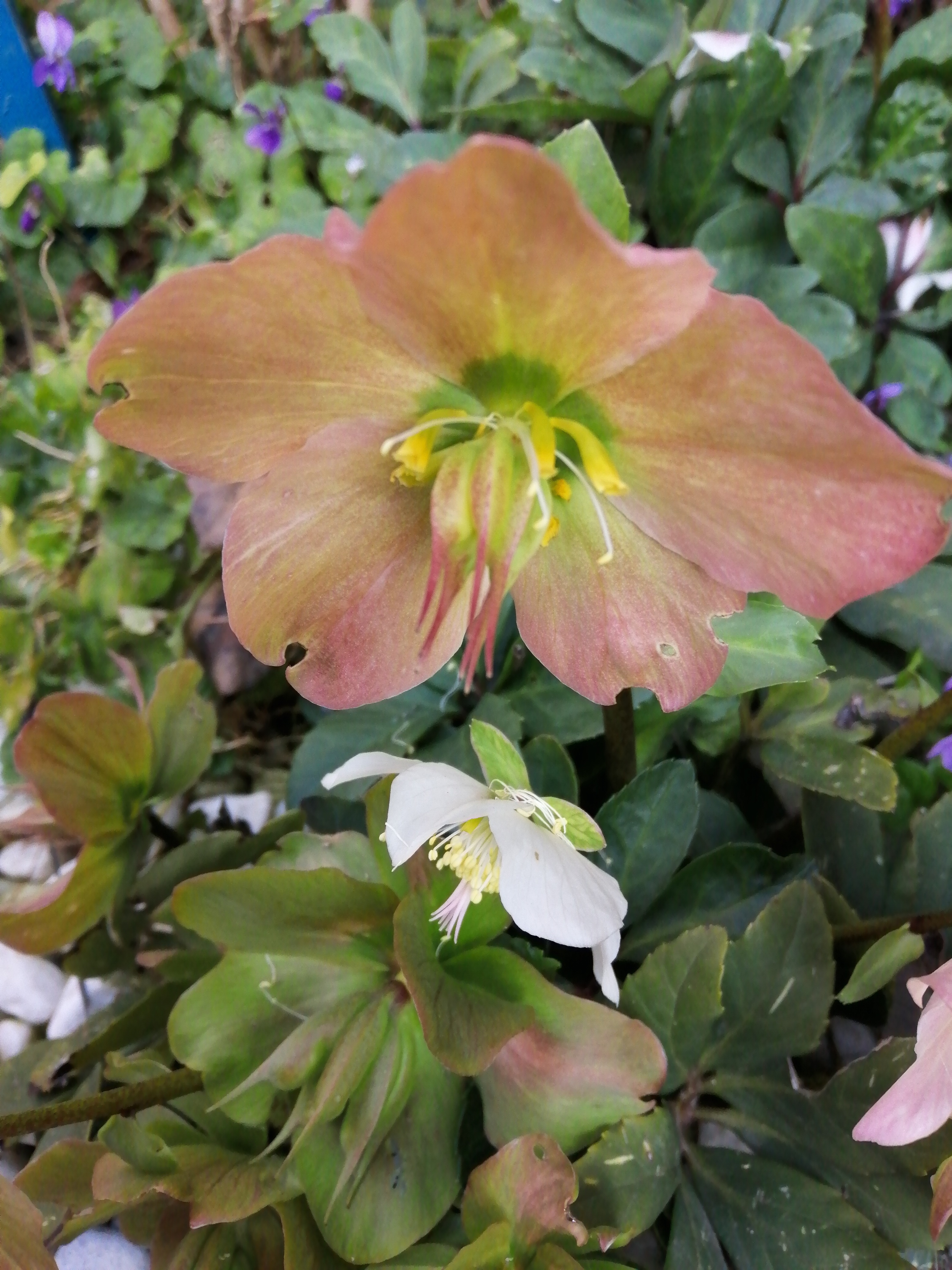 Black Hellebore photo 6