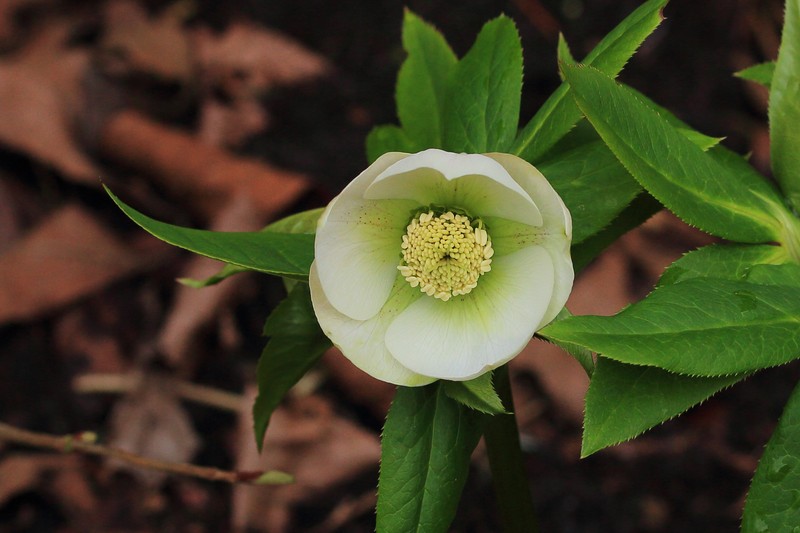 Lenten-Rose photo 4
