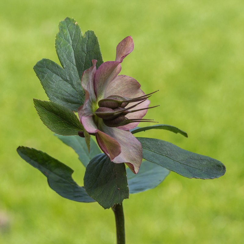 Lenten-Rose photo 2