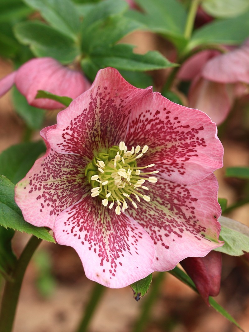 Lenten-Rose photo 3