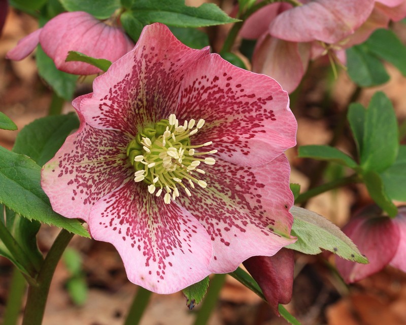 Lenten-Rose