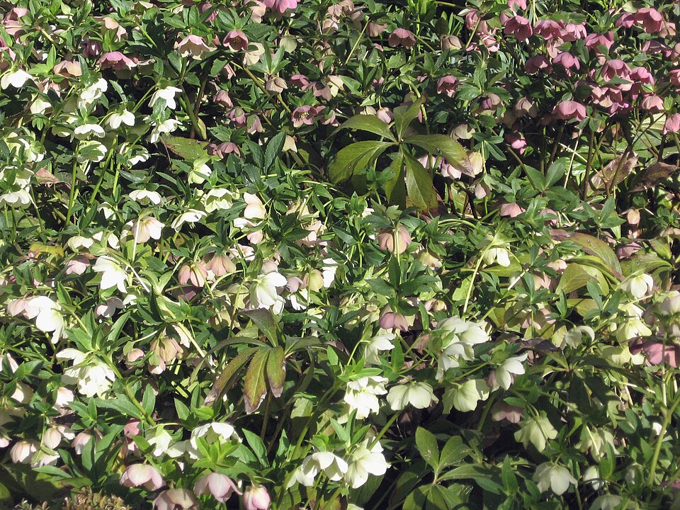 Lenten-Rose photo 5
