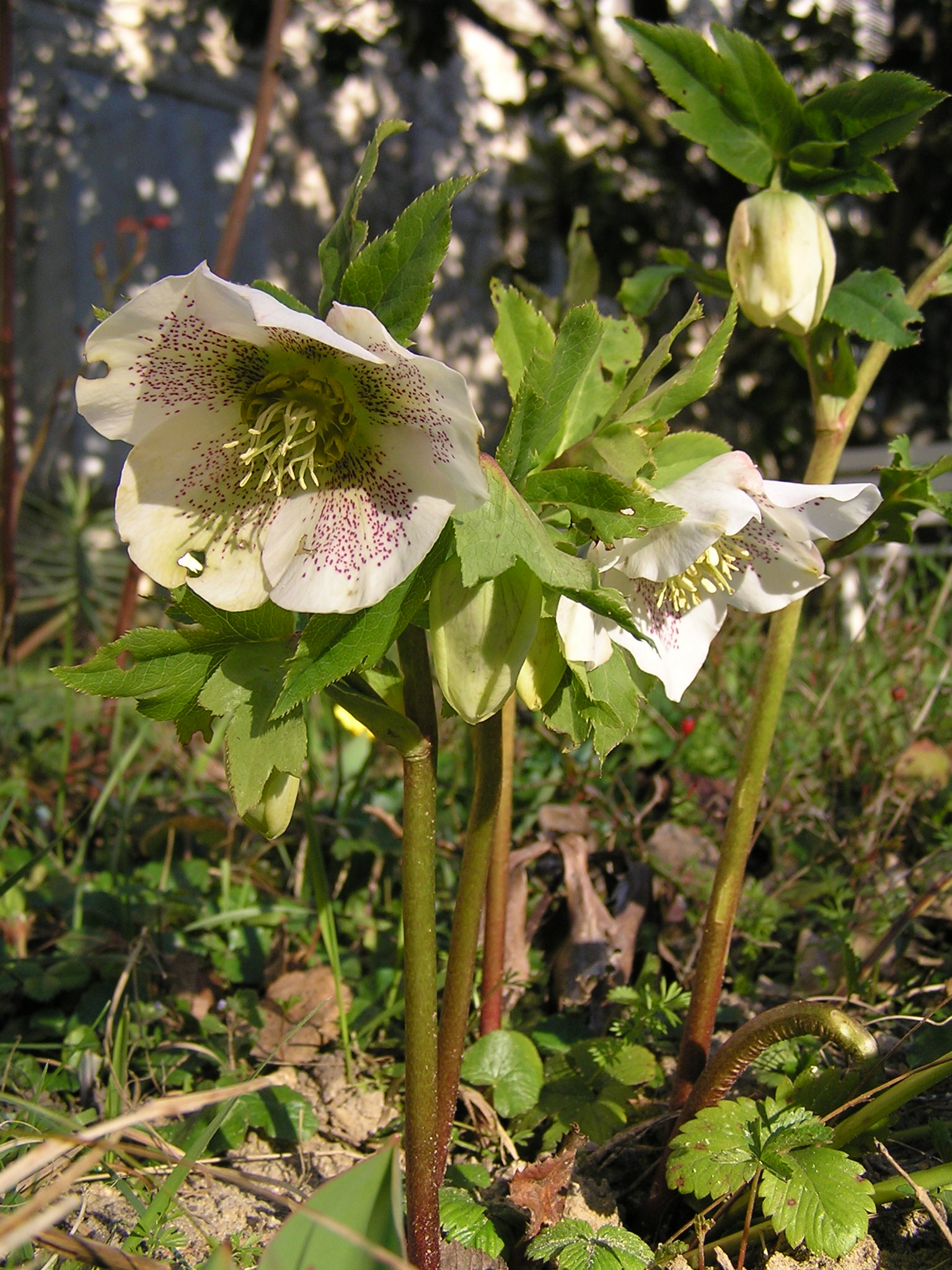 Lenten-Rose photo 6