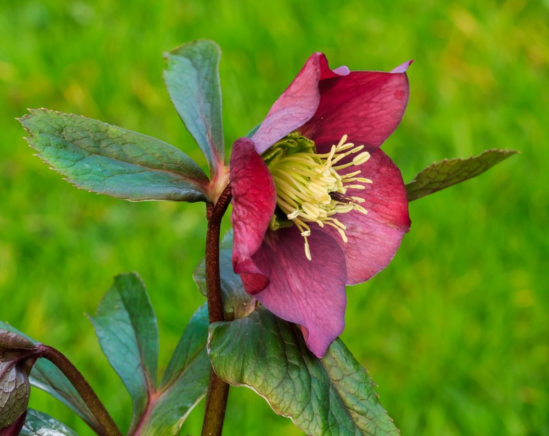Lenten-Rose photo 7