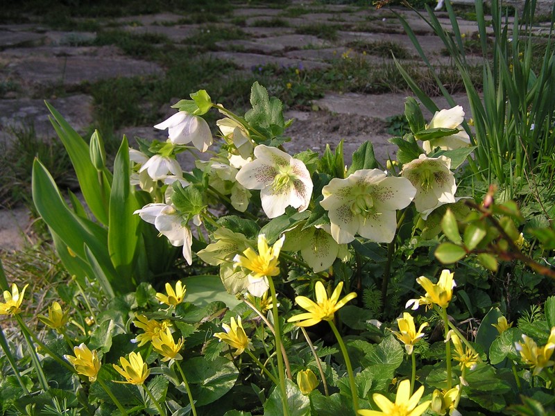 Lenten-Rose photo 8