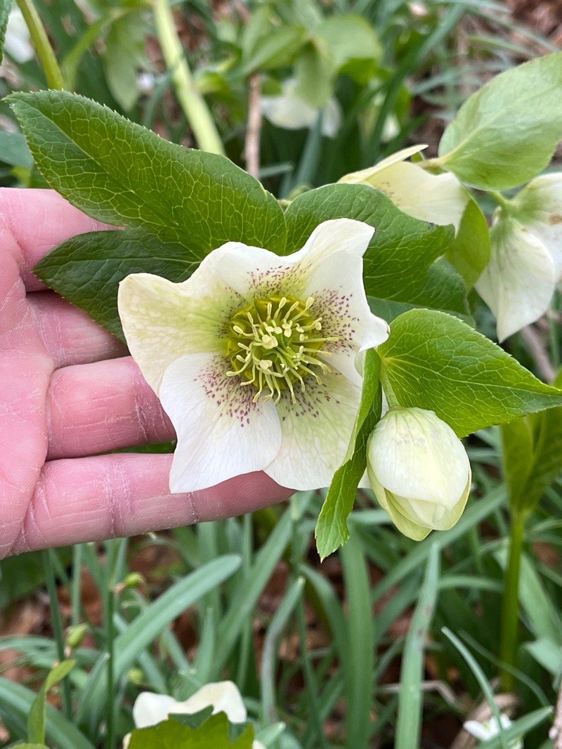 Helleborus orientalis subsp. orientalis