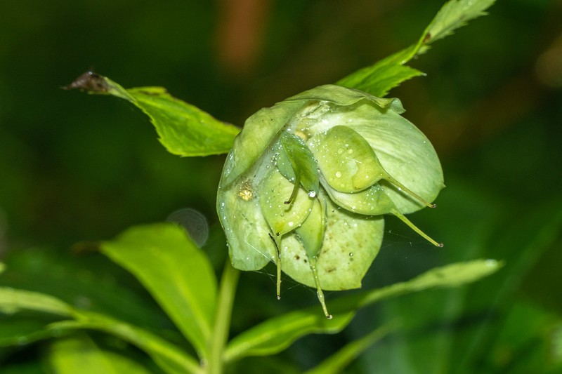 Helleborus orientalis subsp. orientalis photo 2