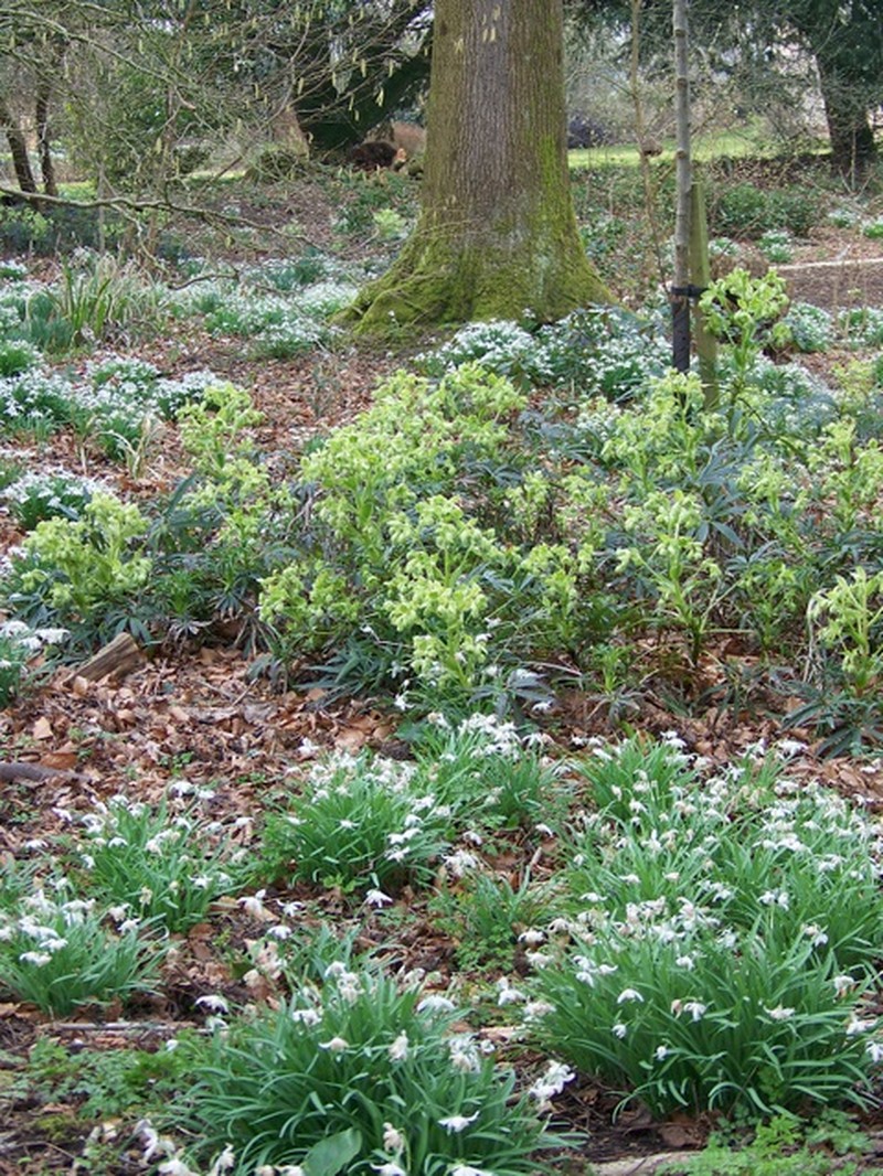 Green Hellebore photo 5