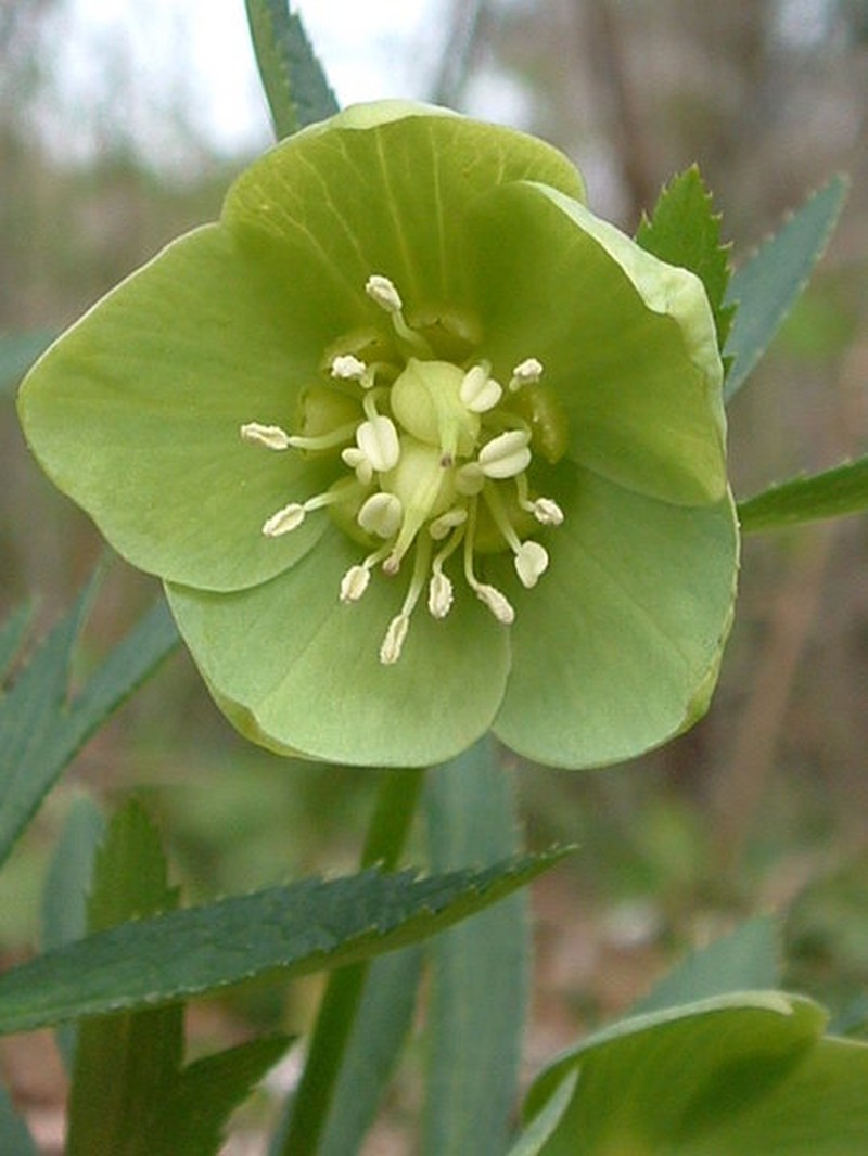 Green Hellebore photo 6