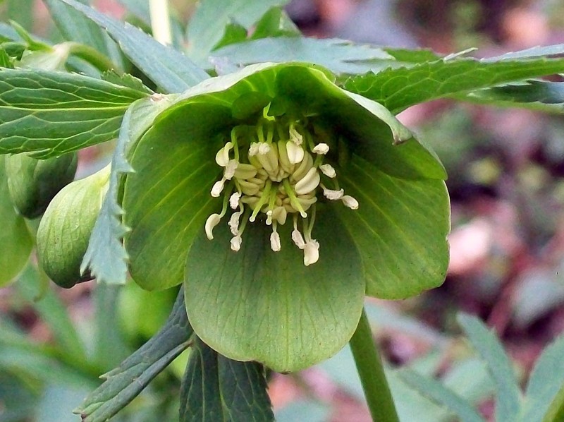 Green Hellebore photo 2