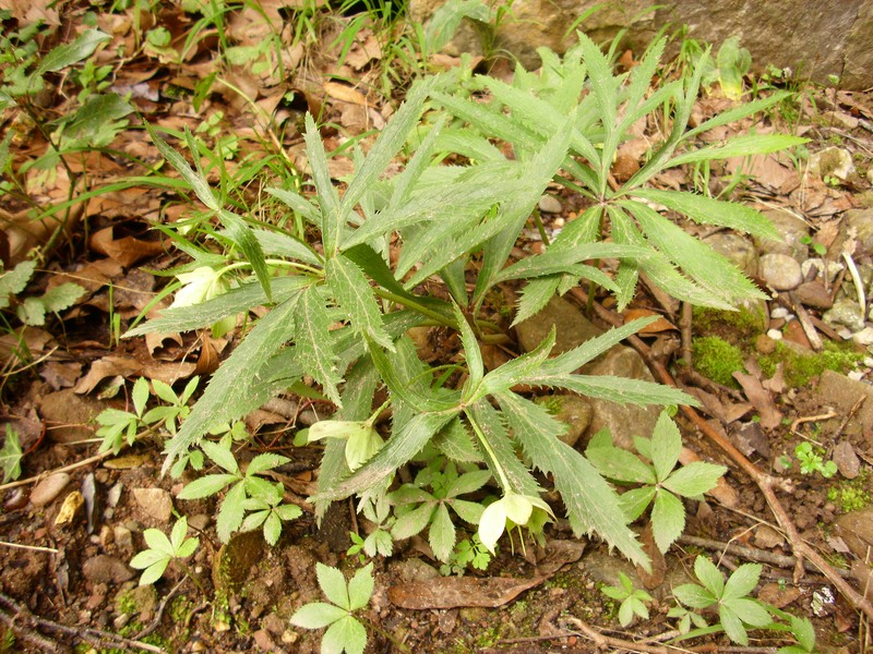 Green Hellebore photo 3