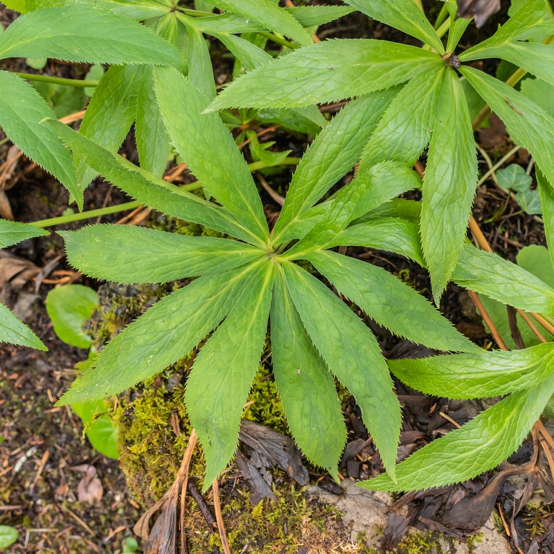 Green Hellebore photo 4