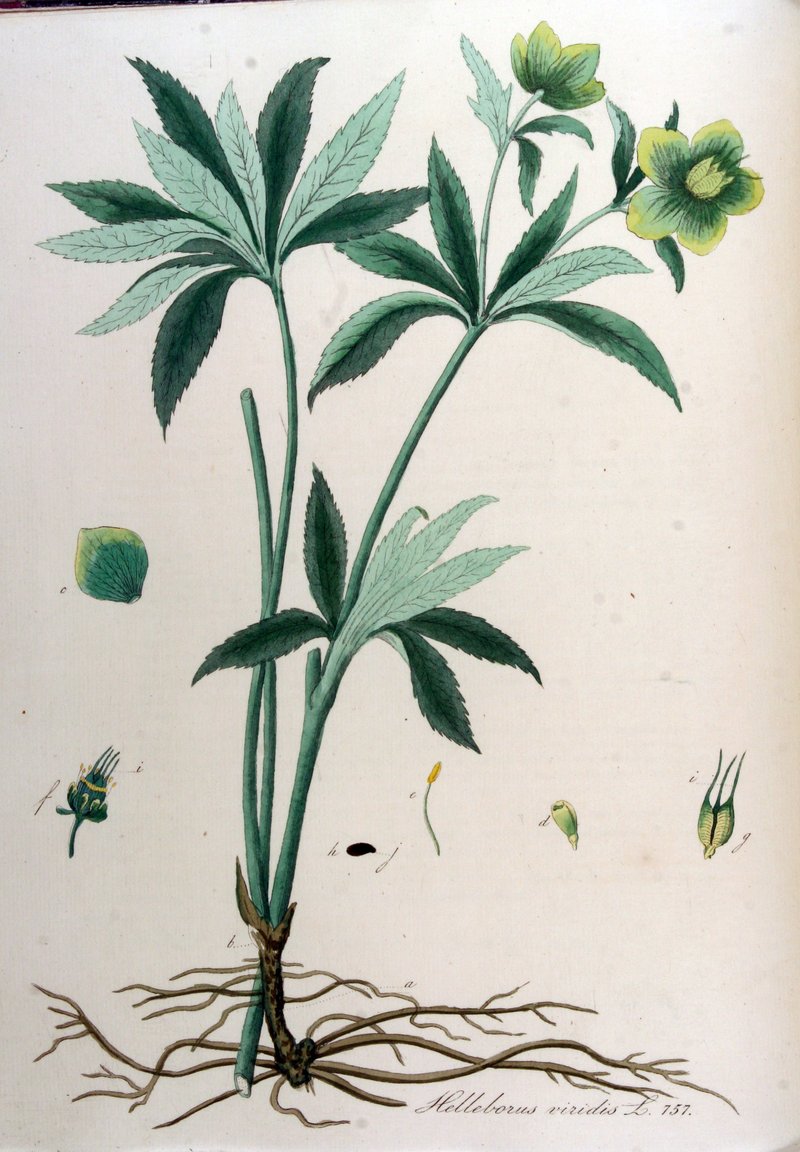 Green Hellebore photo 7