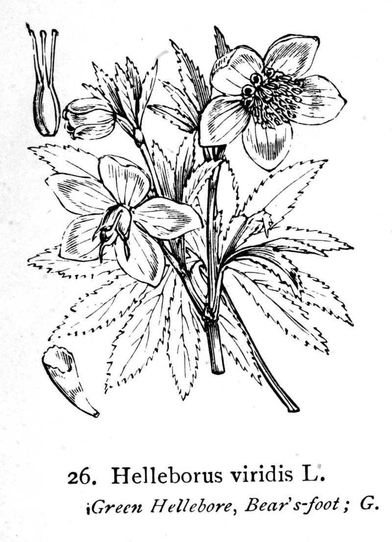 Green Hellebore photo 8