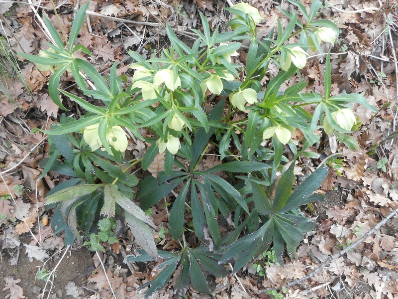 Helleborus viridis subsp. viridis