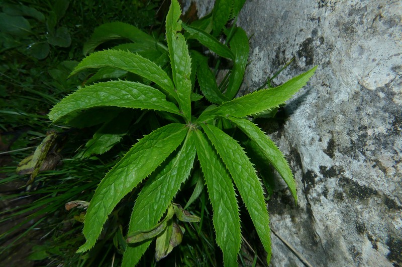Helleborus viridis subsp. viridis photo 2