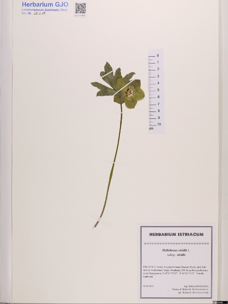 Helleborus viridis subsp. viridis photo 3