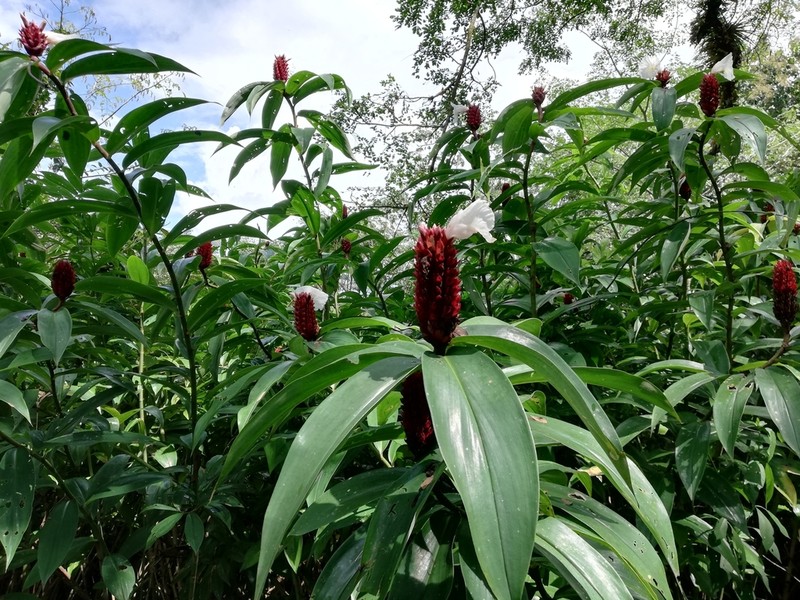 Canereed photo 2
