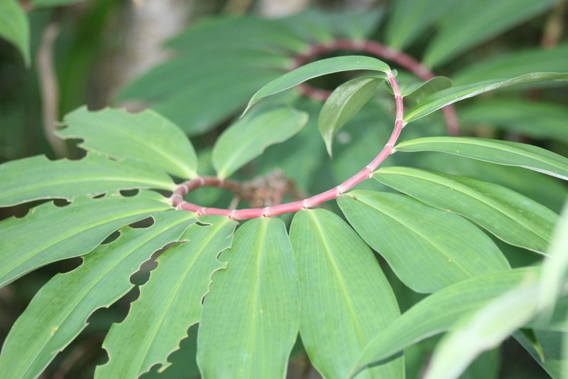 Canereed photo 5