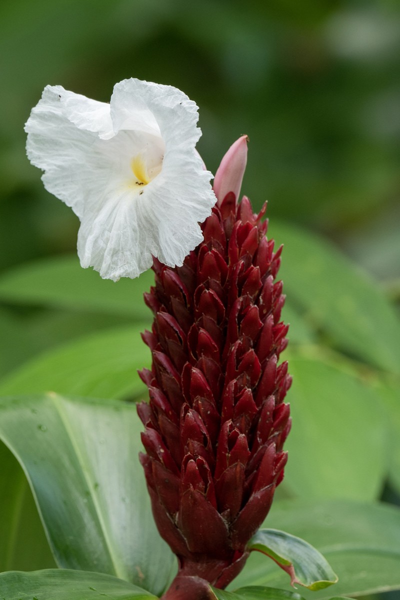 Canereed photo 7