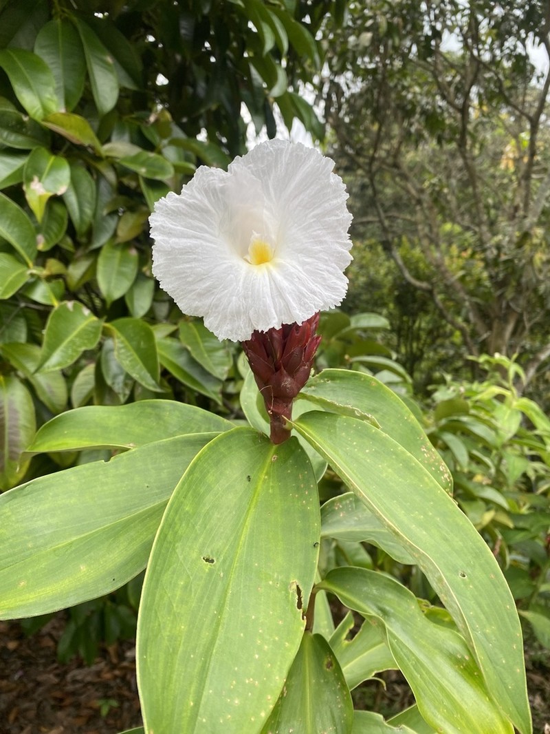 Canereed photo 8