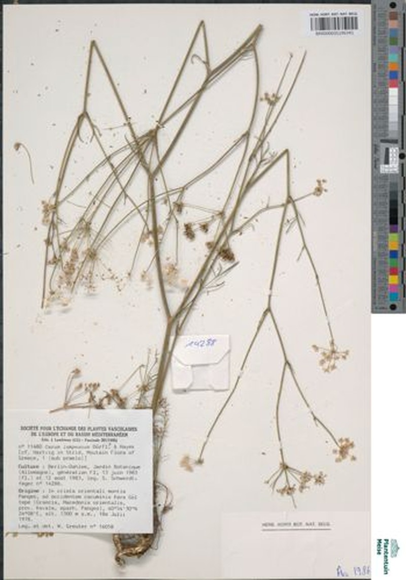 Hellenocarum strictum