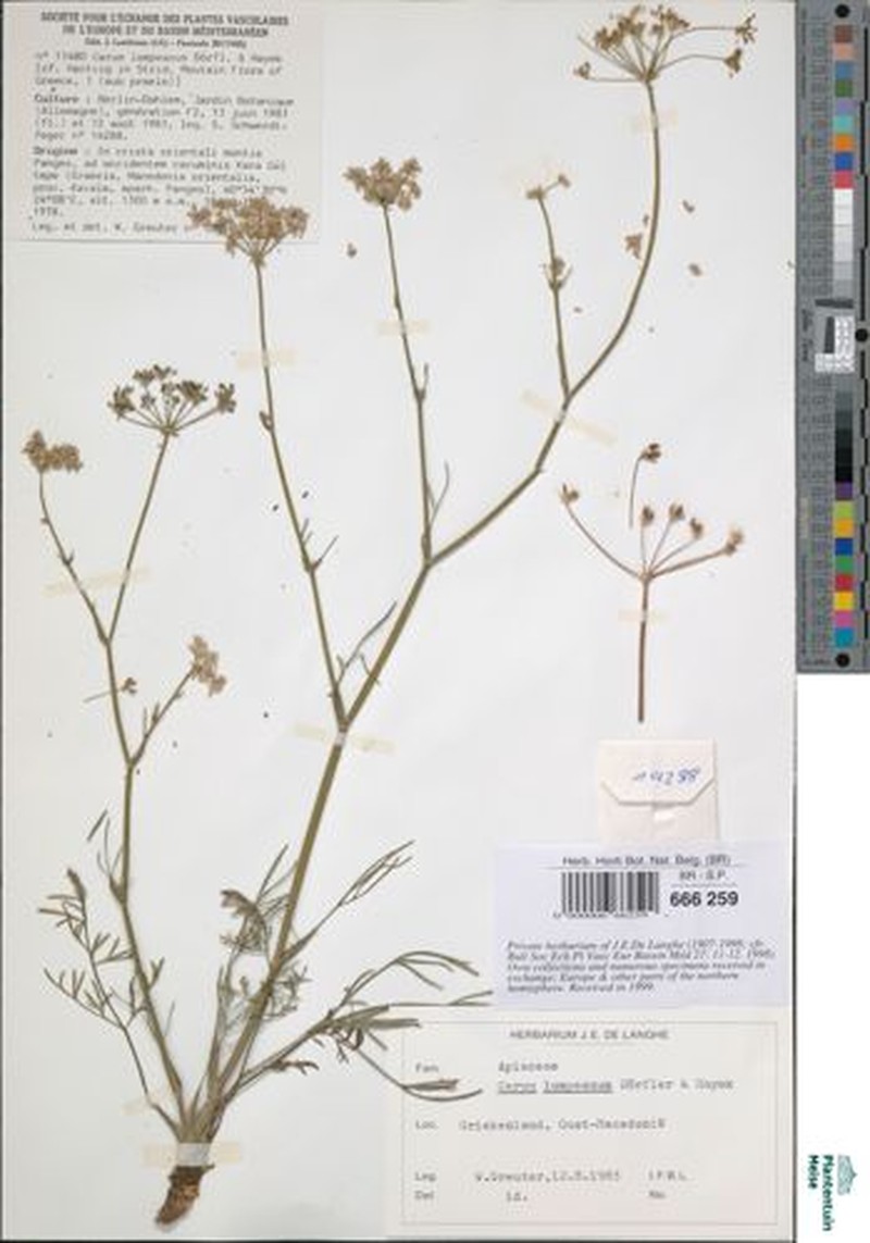 Hellenocarum strictum photo 2