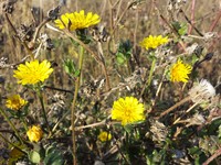Bristly Oxtongue