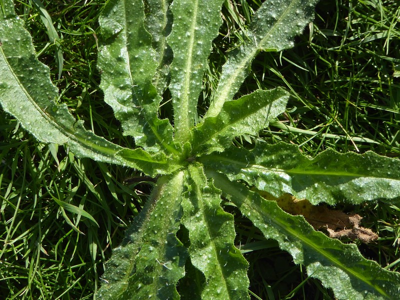Bristly Oxtongue photo 4
