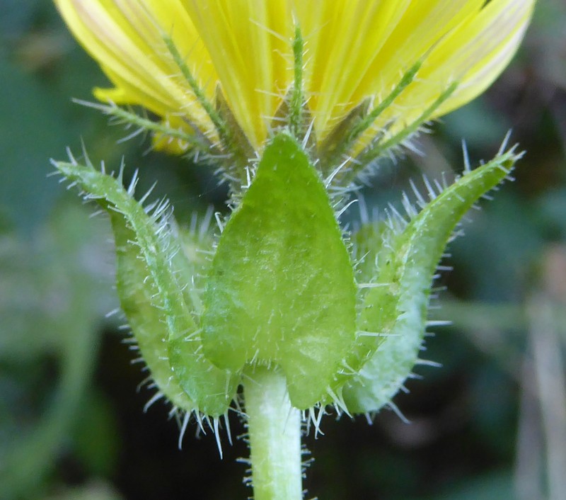 Bristly Oxtongue photo 5
