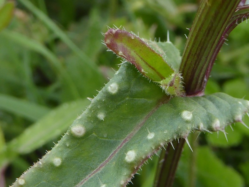 Bristly Oxtongue photo 6