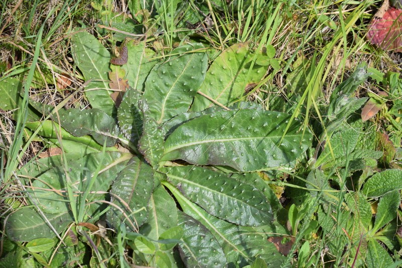 Helminthotheca spinosa