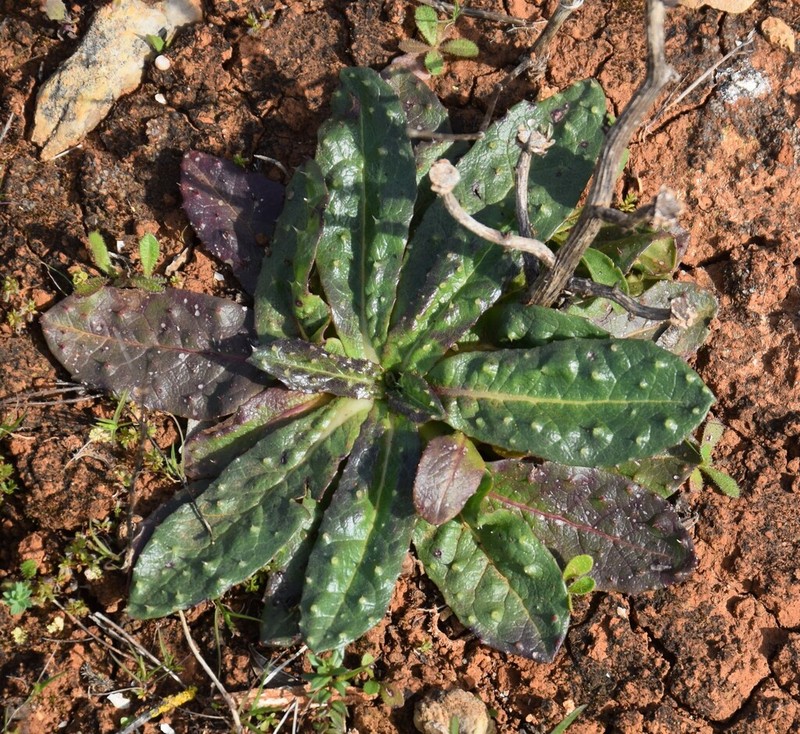 Helminthotheca spinosa photo 2