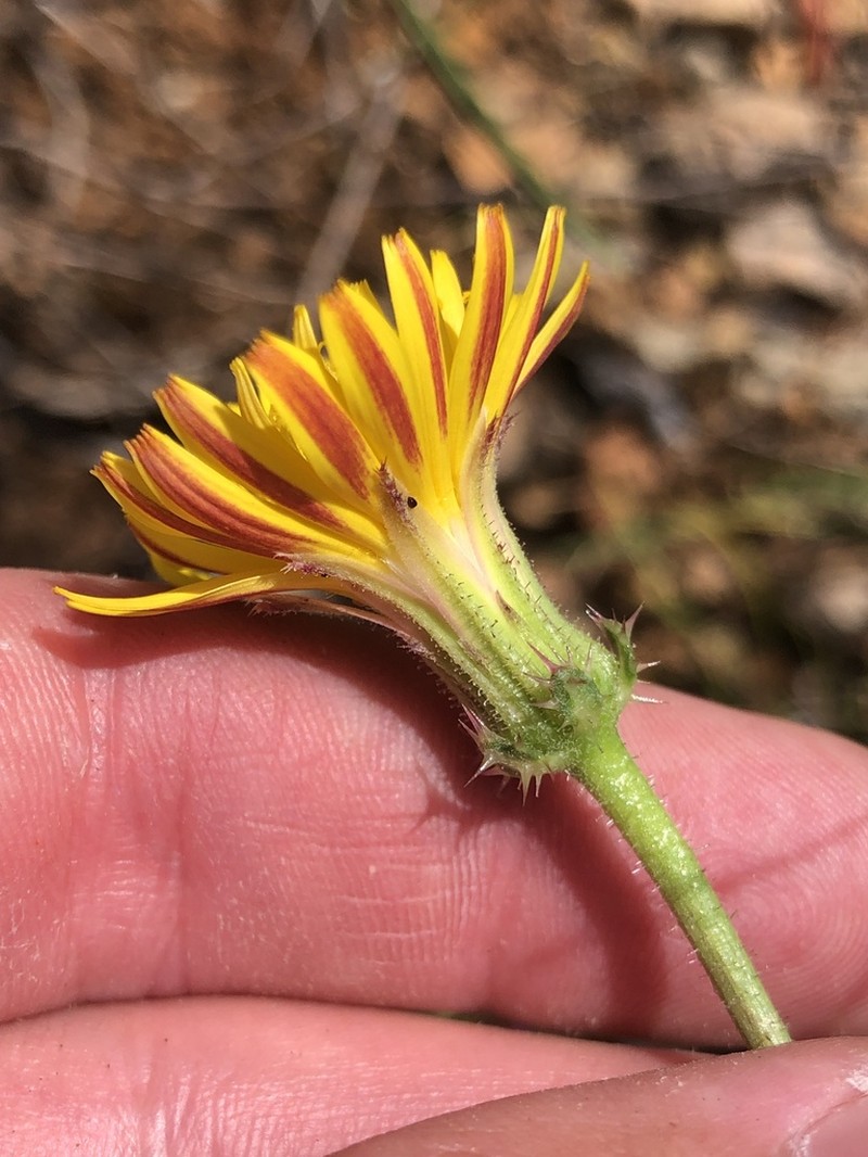 Helminthotheca spinosa photo 3