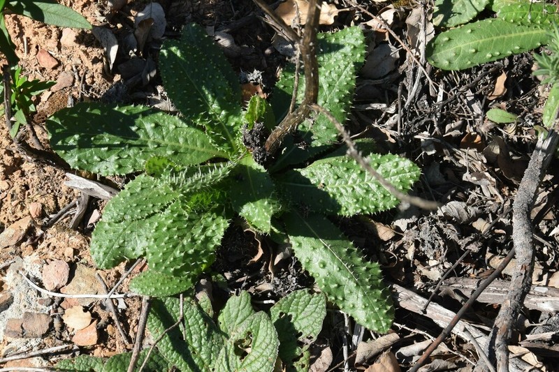 Helminthotheca spinosa photo 4